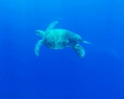 Green sea turtle, Maldives