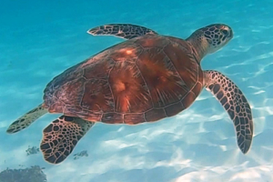 Greg, green turtle, adopted. Green turtle, Olhuvelhi Reef, Laamu Atoll, Maldives. Image.