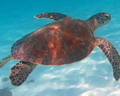 Green turtle, Olhuvelhi Reef, Laamu Atoll, Maldives. Image.