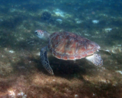 Green turtle, Kuredu House Reef, Lhaviyani Atoll, Maldives. Image.