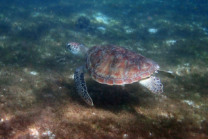 Gretta, green turtle, adopted for Jo by Mark Lacey Green turtle, Kuredu House Reef, Lhaviyani Atoll, Maldives. Image.