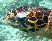 Hawksbill turtle, Thudufushi, Ari Atoll, Maldives. Image.