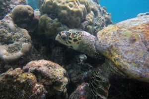 René, hawksbill, adopted for René by Fabrizio Hawksbill turtle on reef, Komandoo, Lhaviyani Atoll, Maldives. Image.
