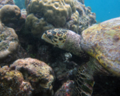 Hawksbill turtle on reef, Komandoo, Lhaviyani Atoll, Maldives. Image.