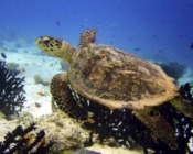 Hawksbill turtle, Kuredu Express, Lhaviyani Atoll, Maldives