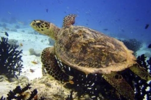 Alessia, hawksbill, adopted for Alessia by Richard Knödler Hawksbill turtle, Kuredu Express, Lhaviyani Atoll, Maldives