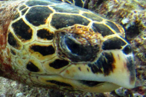 Janis, hawksbill, adopted for Janis by Jörg Schimke