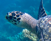 Hawksbill turtle swimming away, Bodu Hithi Turtle Point, North Malé Atoll, Maldives. Image.