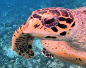 Hawksbill turtle looking at camera, Bodu Hithi Turtle Point, North Malé Atoll, Maldives. Image.