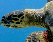 Hawksbill turtle, Bodu Hithi House Reef, North Malé Atoll, Maldives. Image.