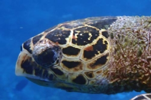 GaladHad, hawksbill, adopted for Kilian & Finlay by David & Jenny HK2709, hawksbill, Kuredu Caves, Lhaviyani Atoll, Maldives