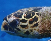 HK2709, hawksbill, Kuredu Caves, Lhaviyani Atoll, Maldives