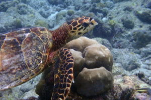 Peter, hawksbill, adopted by Julia Thors Hawksbill, Kuredu Caves, Lhaviyani Atoll, Maldives. Image.