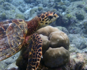Hawksbill, Kuredu Caves, Lhaviyani Atoll, Maldives. Image.