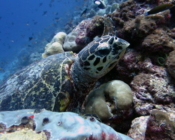 Hawksbill turtle, Kuredu Corner, Lhaviyani Atoll, Maldives