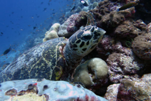 Joy, hawksbill, adopted by Adela Galganek & Marc Füglistaller Hawksbill turtle, Kuredu Corner, Lhaviyani Atoll, Maldives