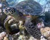 Adopted hawksbill turtle Maldives