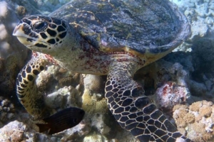 Annila, hawksbill, adopted by Annalee Karoline Engsted Adopted hawksbill turtle Maldives