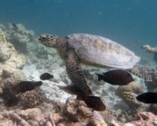 Hawksbill turtle, Komandoo South Side, Lhaviyani Atoll, Maldives