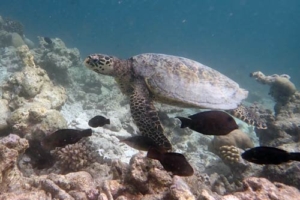Hope, hawksbill, adopted by Gabi Stricker & Erich Leitgeb Hawksbill turtle, Komandoo South Side, Lhaviyani Atoll, Maldives