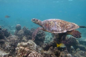 Nelly, hawksbill, adopted by Jessica & Tom Kirby Hawksbill, Aquarium Hurawalhi, Lhaviyani Atoll, Maldives