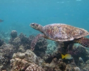 Hawksbill, Aquarium Hurawalhi, Lhaviyani Atoll, Maldives