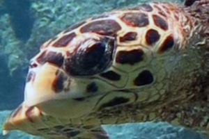 Wilson, hawksbill, adopted by Helen Callery Hawksbill, Kuredu Caves, Lhaviyani Atoll, Maldives. Image.