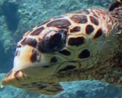 Hawksbill, Kuredu Caves, Lhaviyani Atoll, Maldives. Image.