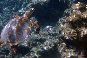 Lexi, hawksbill, adopted by Alexandra Adopt an endangered hawksbill turtle Maldives