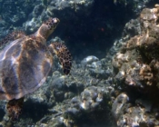 Adopt an endangered hawksbill turtle Maldives