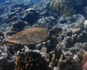Hawksbill turtle, Tinga Giri, Khaviyani Atoll, Maldives