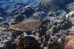Jule, hawksbill, adopted for Jule by Manuela Hawksbill turtle, Tinga Giri, Khaviyani Atoll, Maldives