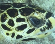 Hawksbill turtle, Kuredu Caves, Lhaviyani Atoll, Maldives