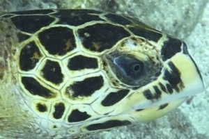Ivano, hawksbill, adopted for Ivano by Richard Knödler Hawksbill turtle, Kuredu Caves, Lhaviyani Atoll, Maldives
