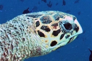 Shery, hawksbill turtle, adopted by Sherien & Stefan Janietz HK3195-Shery-ORP-Turtle-Photo-ID-Maldives-171219