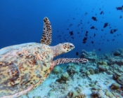 HK3195-Shery-hawksbill-ORP-Turtle-Photo-ID-Maldives