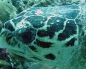Hawksbill turtle, Kuredu Caves, Lhaviyani Atoll, Maldives