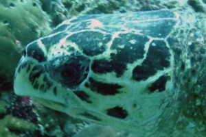 Jerry, hawksbill, adopted for Aidan by Freya Routledge Hawksbill turtle, Kuredu Caves, Lhaviyani Atoll, Maldives