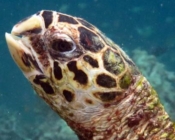 Hawksbill turtle, Komandoo Southside, Lhaviyani Atoll, Maldives