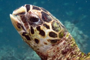 Tessa, hawksbill, adopted for Jure by Barbara Tori Hawksbill turtle, Komandoo Southside, Lhaviyani Atoll, Maldives