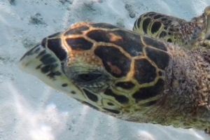 Flugger, hawksbill, adopted by Anders Gam Hawksbill turtle, Hurawalhi House Reef, Lhaviyani Atoll, Maldives
