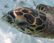 Hawksbill turtle, Hurawalhi House Reef, Lhaviyani Atoll, Maldives