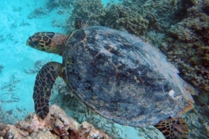 Flip, hawksbill, adopted for Annika Hawksbill turtle, Veyvah, Lhaviyani Atoll, Maldives