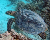 Hawksbill turtle, Veyvah, Lhaviyani Atoll, Maldives