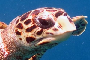 Lucien, hawksbill, adopted by Dominique & Catherine Hawksbill turtle, Komandoo Southside, Lhaviyani Atoll, Maldives
