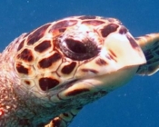 Hawksbill turtle, Komandoo Southside, Lhaviyani Atoll, Maldives