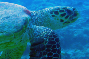 Givray, hawksbill, adopted for the Givray family by Sonia Givray Hawksbill, Milaidhoo Reef, Baa Atoll, Maldives. Image.