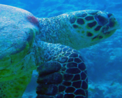 Hawksbill, Milaidhoo Reef, Baa Atoll, Maldives. Image.