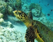 Hawksbill, Fushifaru Thila, Lhaviyani Atoll, Maldives