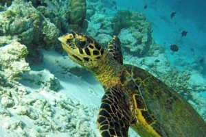 Stitch, hawksbill, adopted by Andreas Schueller Hawksbill, Fushifaru Thila, Lhaviyani Atoll, Maldives